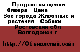 Продаются щенки бивера › Цена ­ 25 000 - Все города Животные и растения » Собаки   . Ростовская обл.,Волгодонск г.